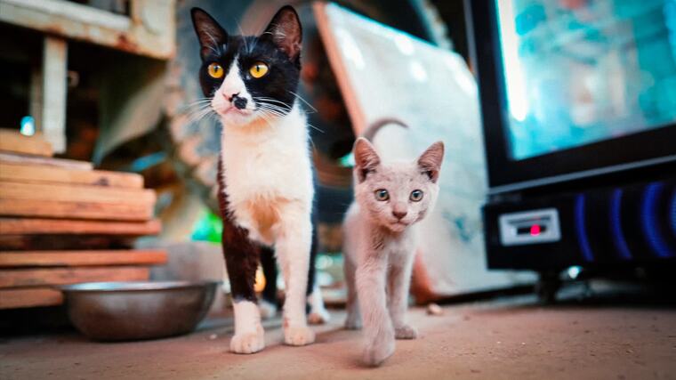 Zwei Katzen im Camp
